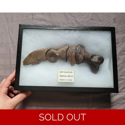 Very Rare Giant Ground Sloth Digit Claw Bone Mammal Fossil Ice Age Of Florida Very Rare Giant Ground Sloth Digit Claw Bone Mammal Fossil Ice Age Of Florida